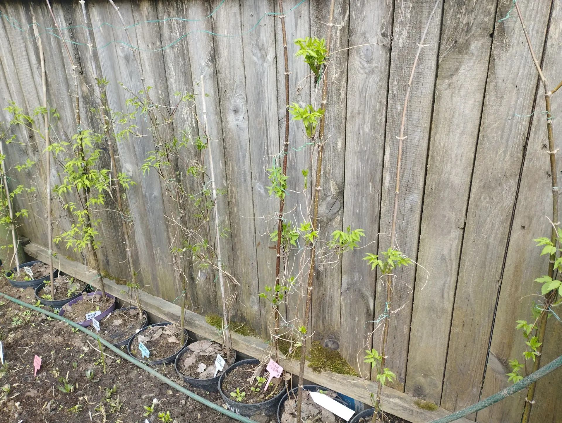 Княжик Pink swing