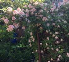 Княжик Pink swing