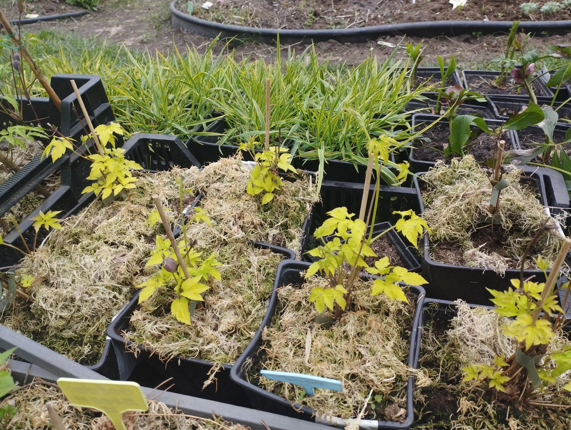 Княжик Pink swing