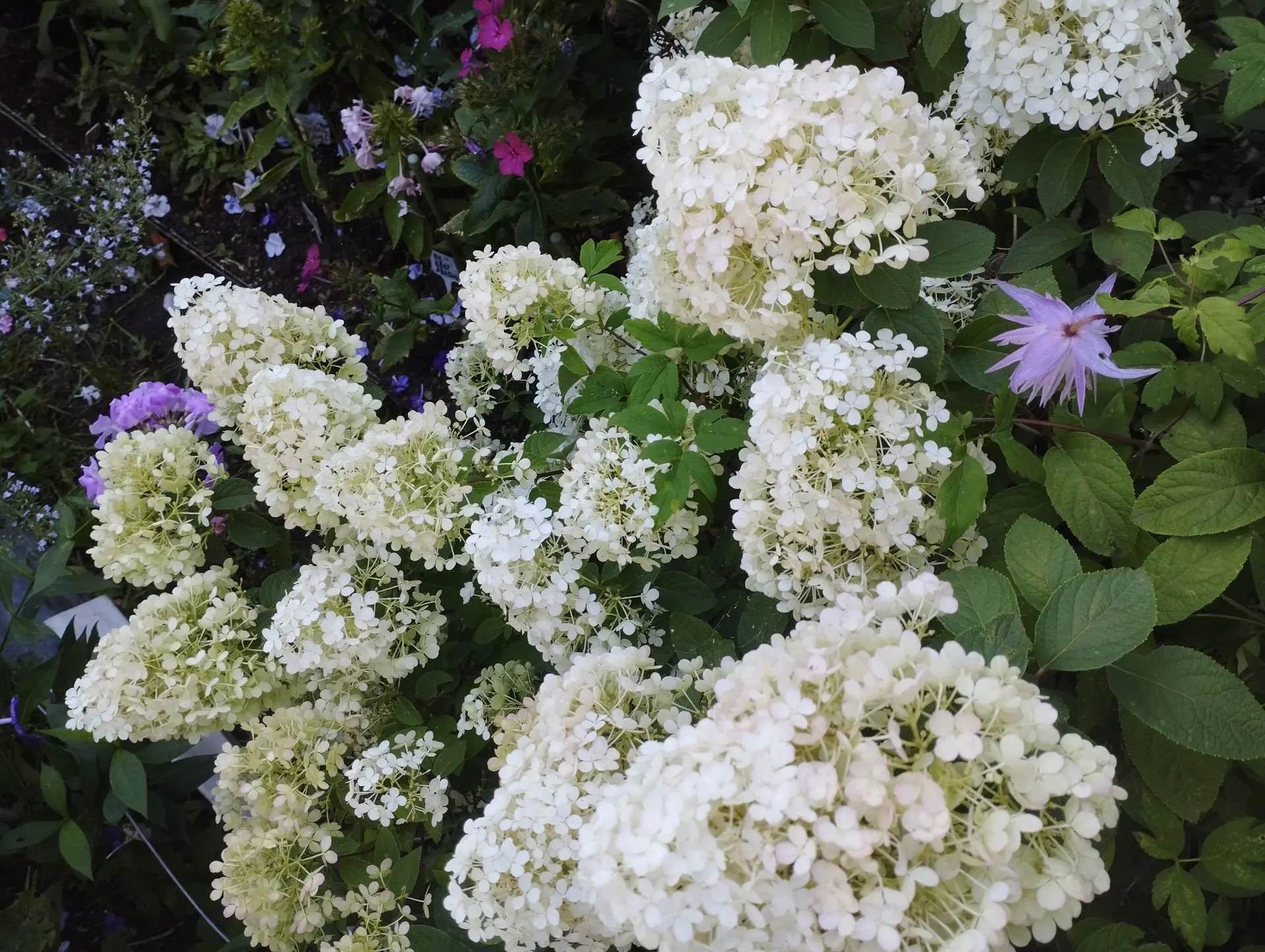 Гортензия метельчатая Bobo