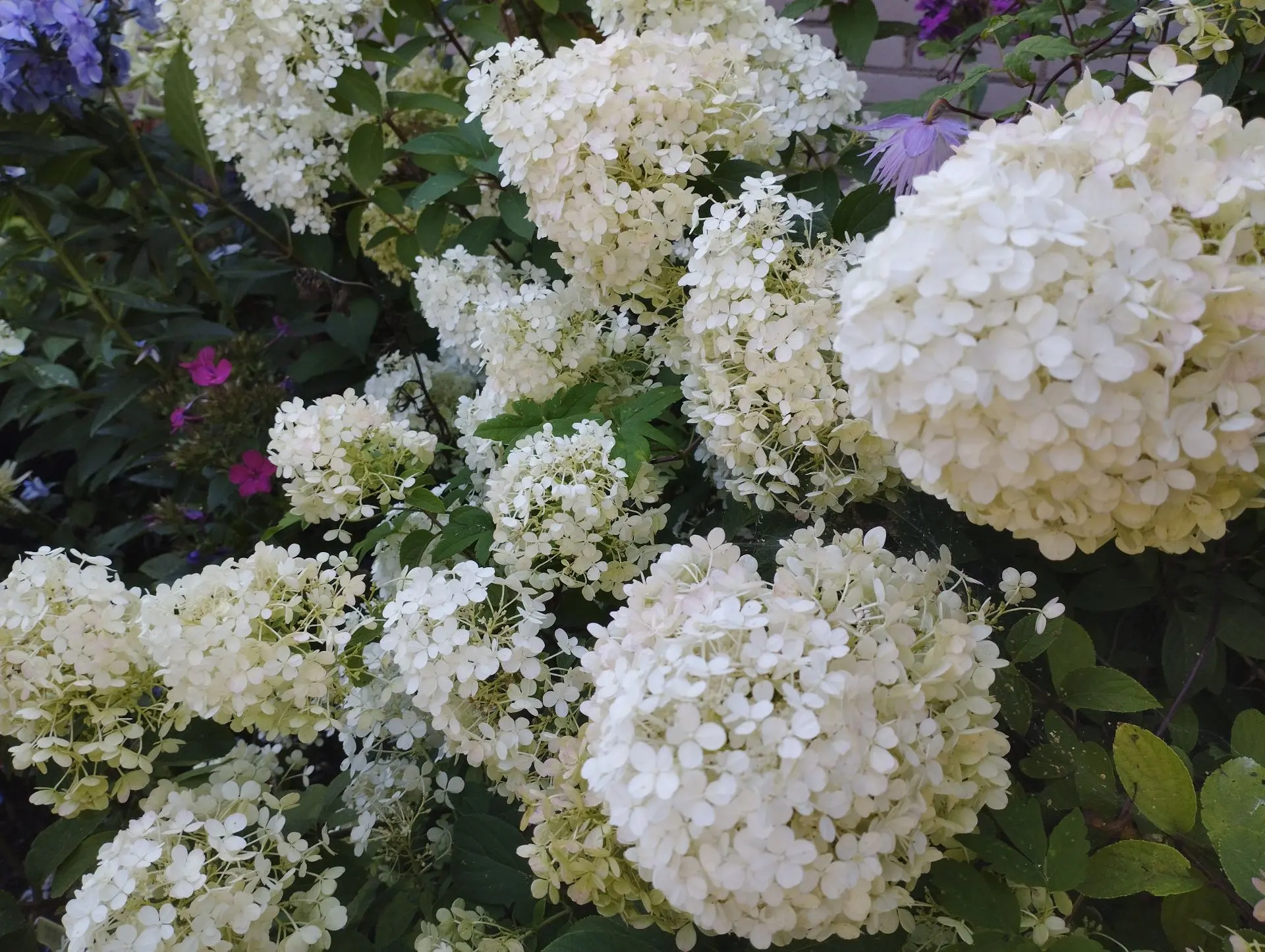 Гортензия метельчатая Bobo