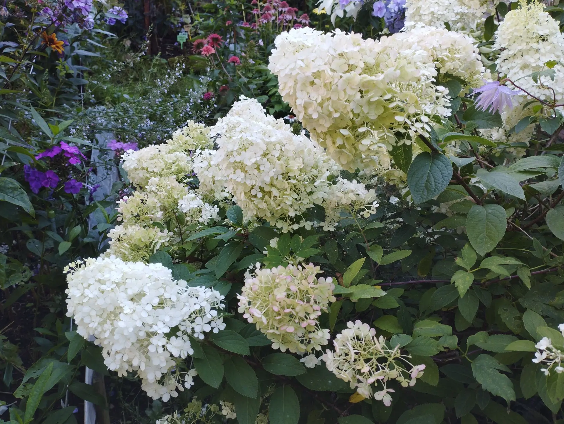 Гортензия метельчатая Bobo