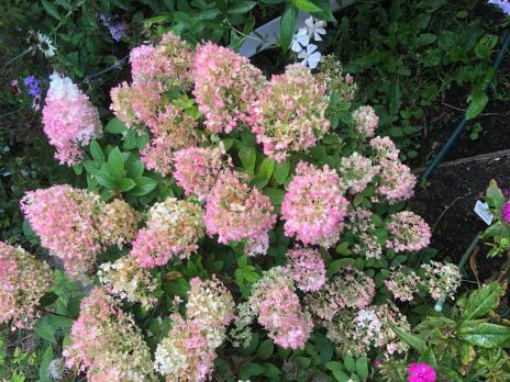 Гортензия метельчатая Bobo