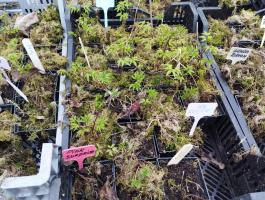 Княжик Purple spider