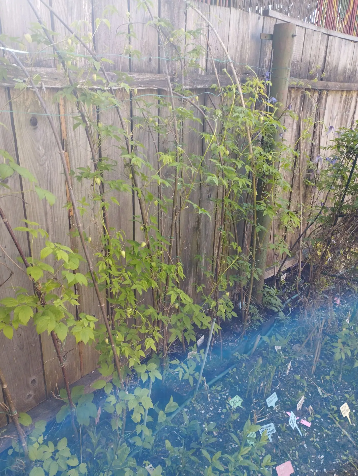 Княжик Purple spider