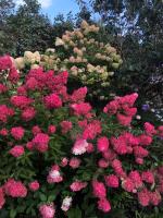 Гортензия метельчатая Fraise melba