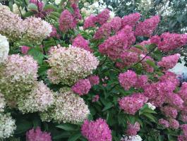 Гортензия метельчатая Fraise melba