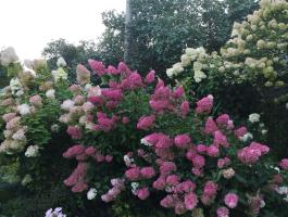 Гортензия метельчатая Fraise melba