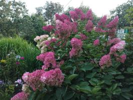 Гортензия метельчатая Fraise melba