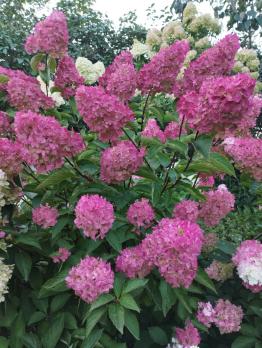 Гортензия метельчатая Fraise melba