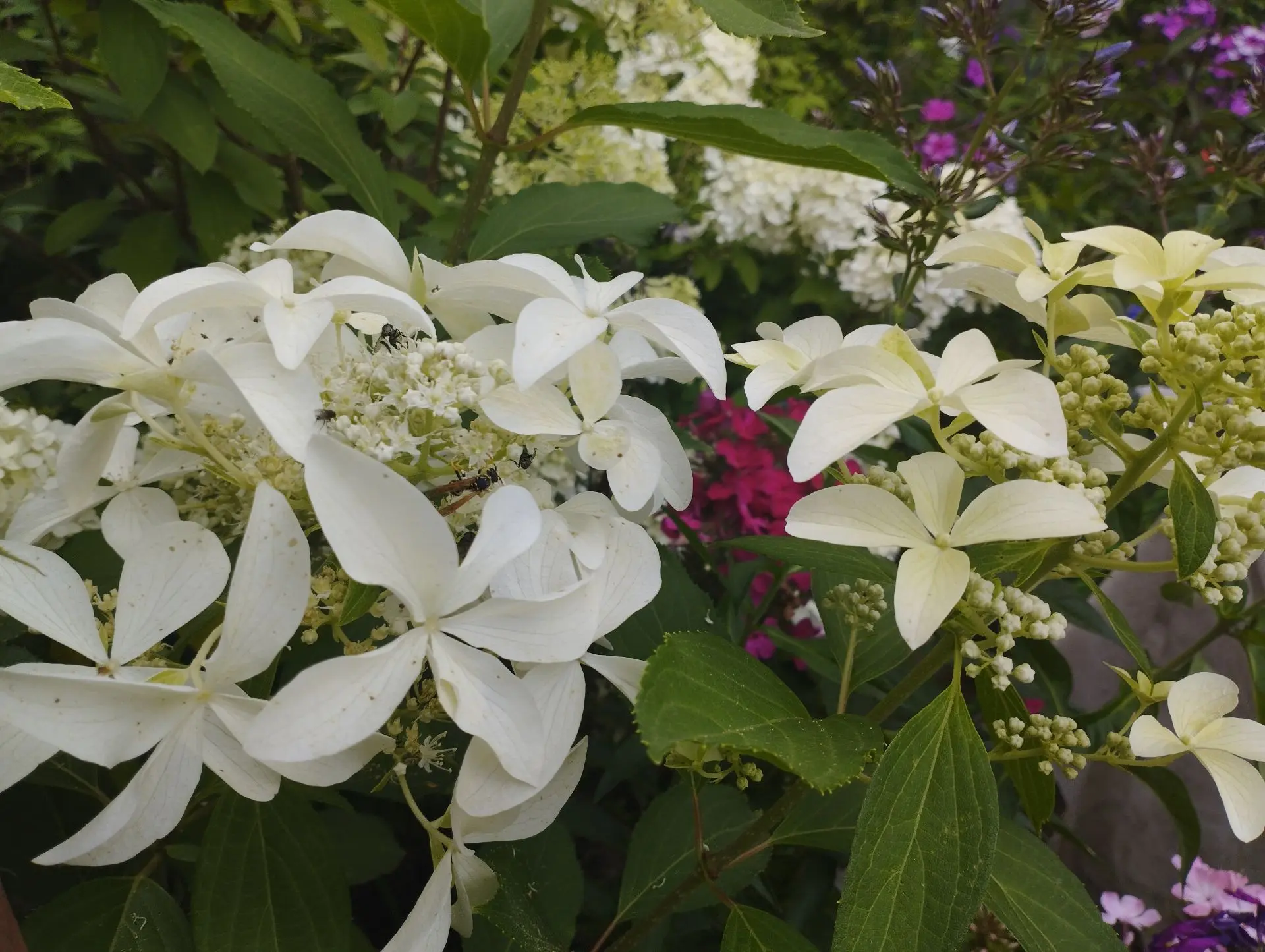 Гортензия метельчатая Great star