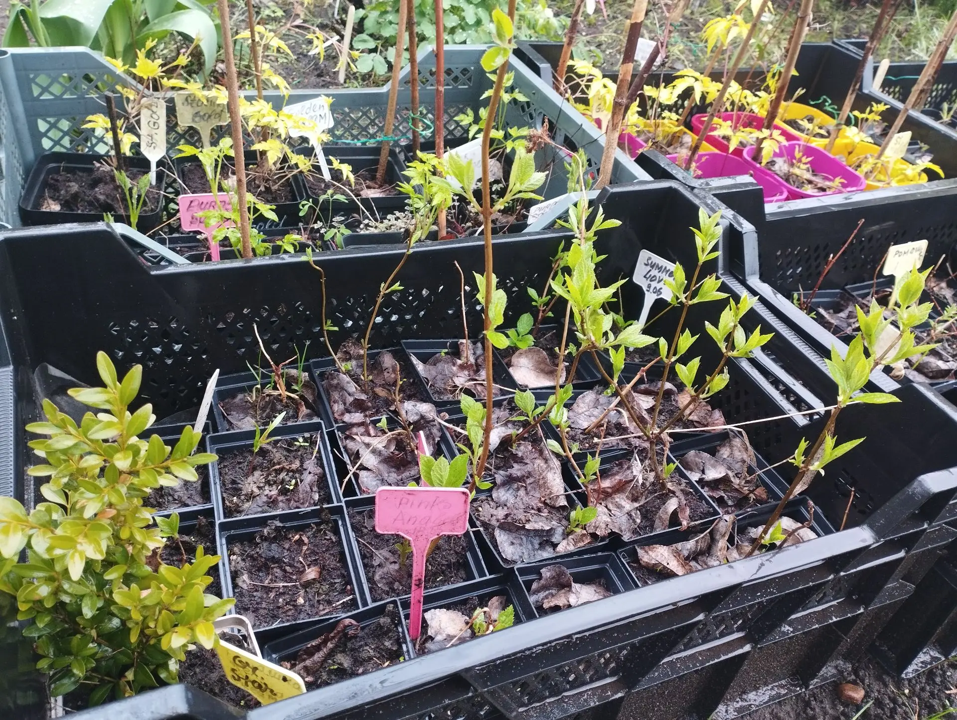 Гортензия метельчатая Polestar