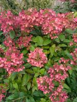 Гортензия метельчатая Pastel green