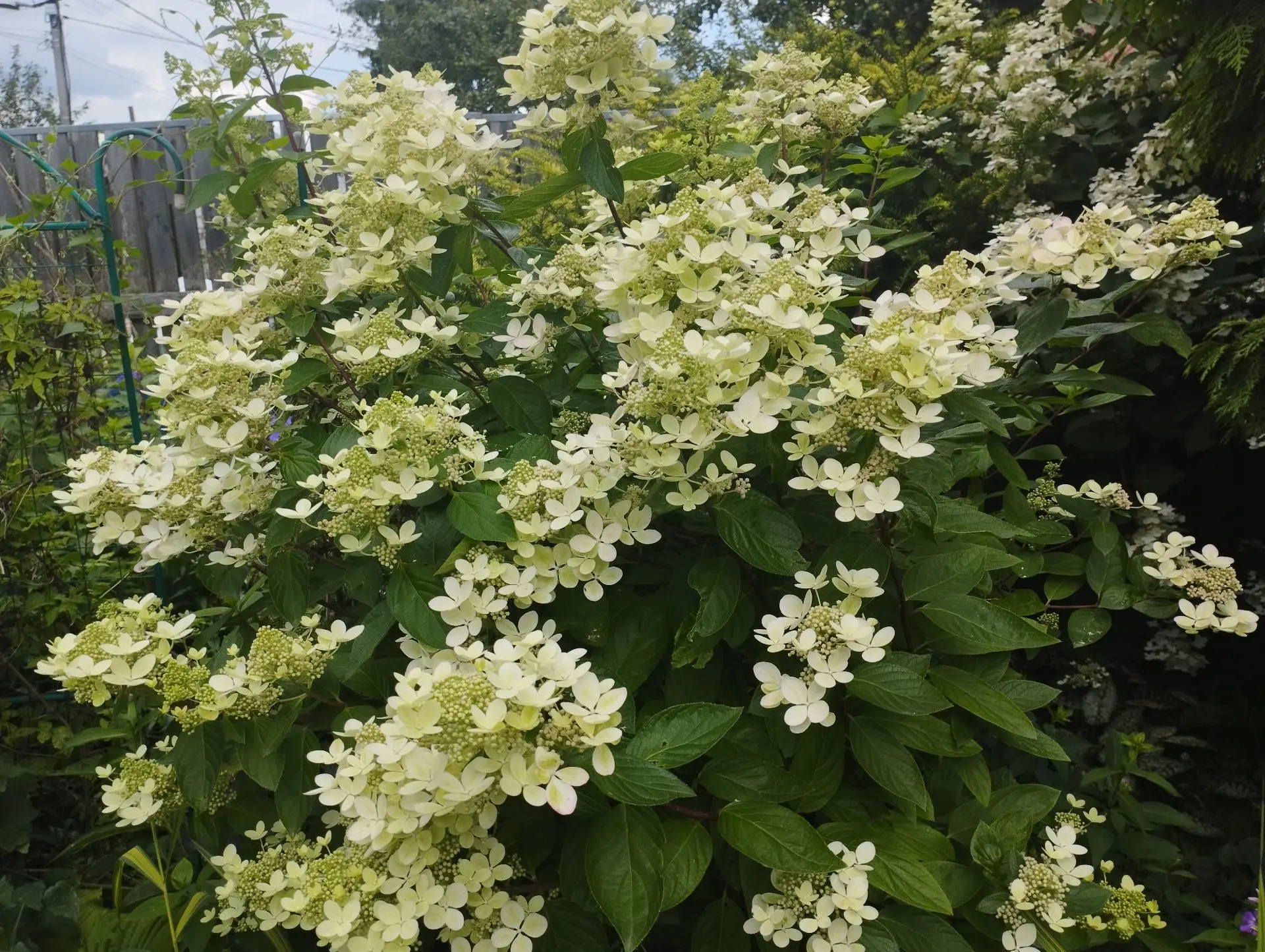 Гортензия метельчатая Pastel green