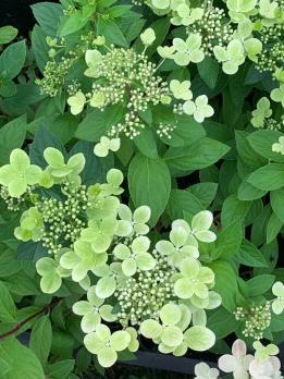 Гортензия метельчатая Pastel green