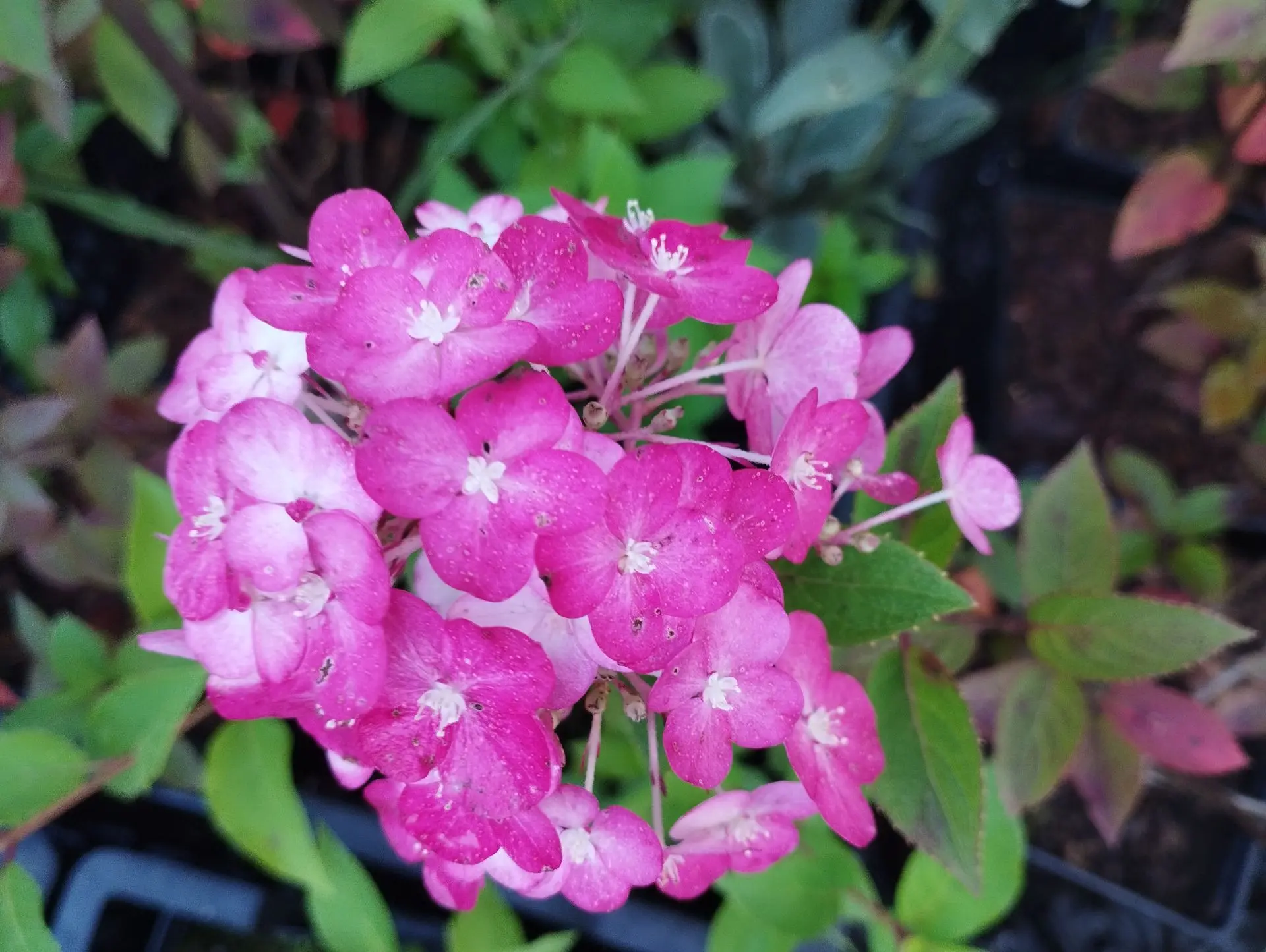 Гортензия метельчатая Rensam -Самарская Лидия