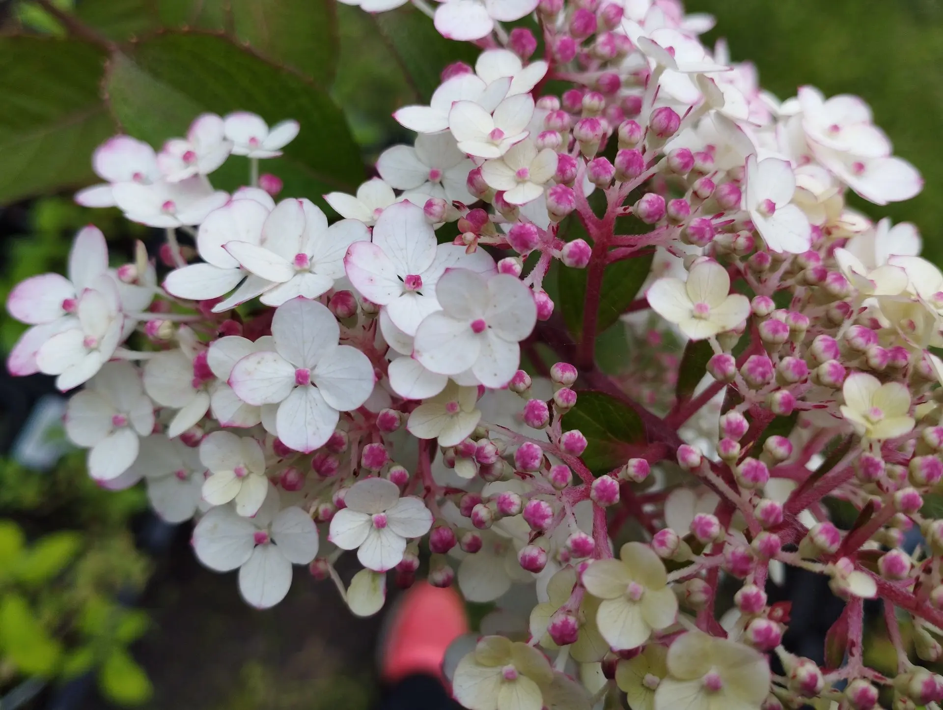 Гортензия метельчатая Rensam -Самарская Лидия