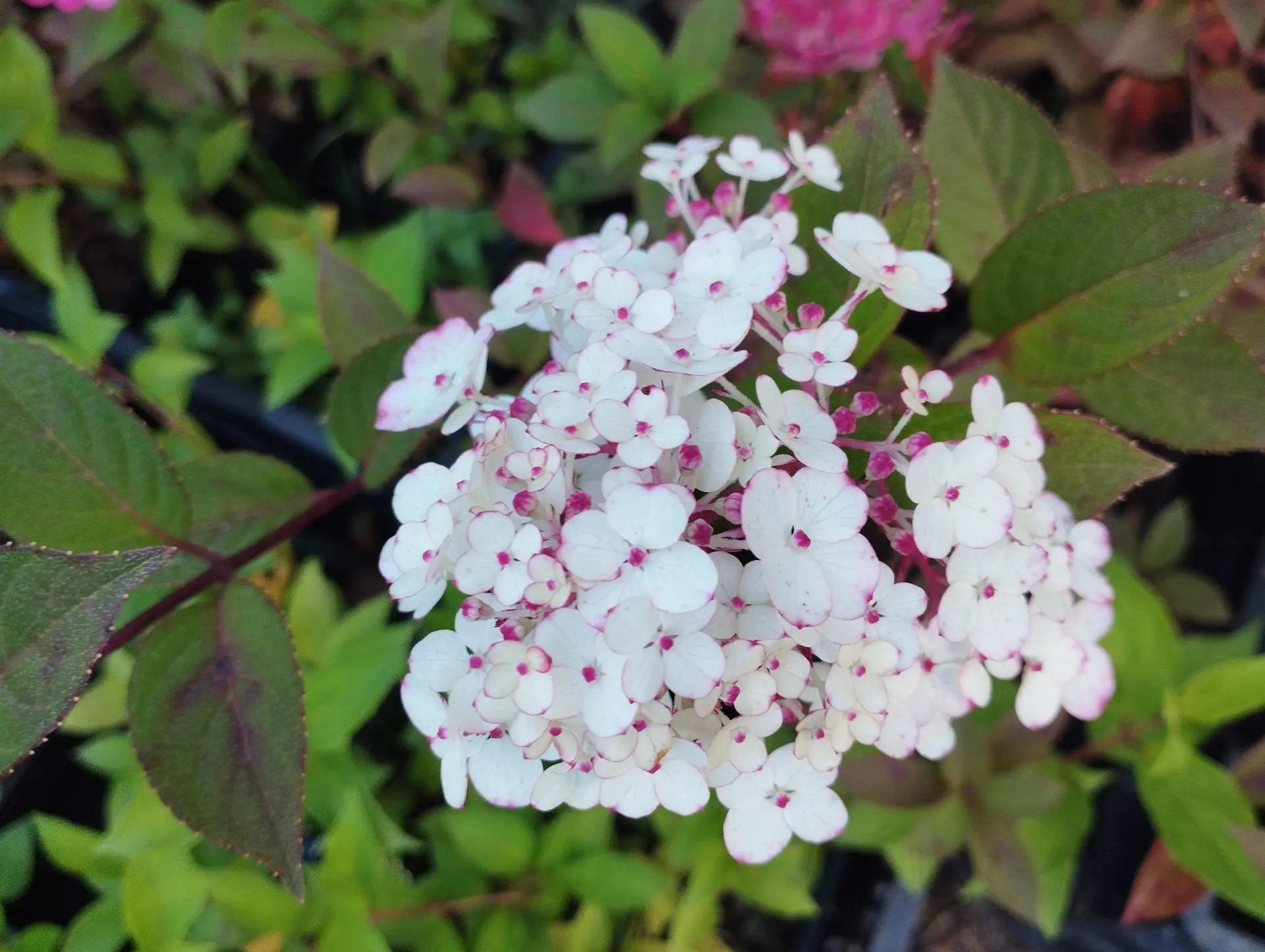 Гортензия метельчатая Rensam -Самарская Лидия