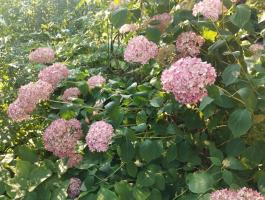 Гортензия древовидная Pink Anabel