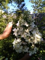 Гортензия метельчатая Wim's red