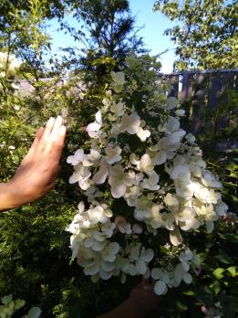 Гортензия метельчатая Wim's red