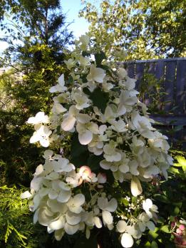 Гортензия метельчатая Wim's red