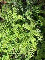 Папоротник Imbricatum (Aдиантум стоповидный)