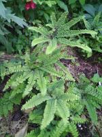 Папоротник Imbricatum (Aдиантум стоповидный)