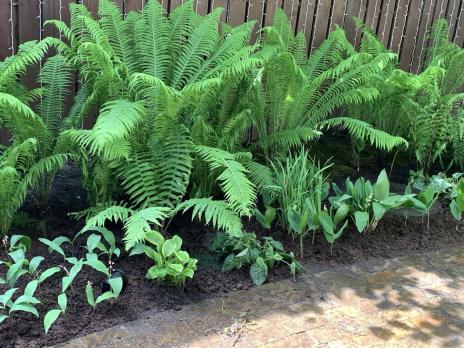 Папоротник Matteucia struthiopteris (Страусник)