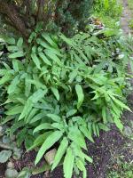 Папоротник Кониограмма