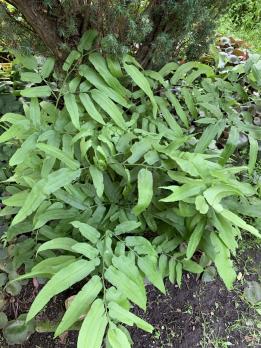 Папоротник Кониограмма