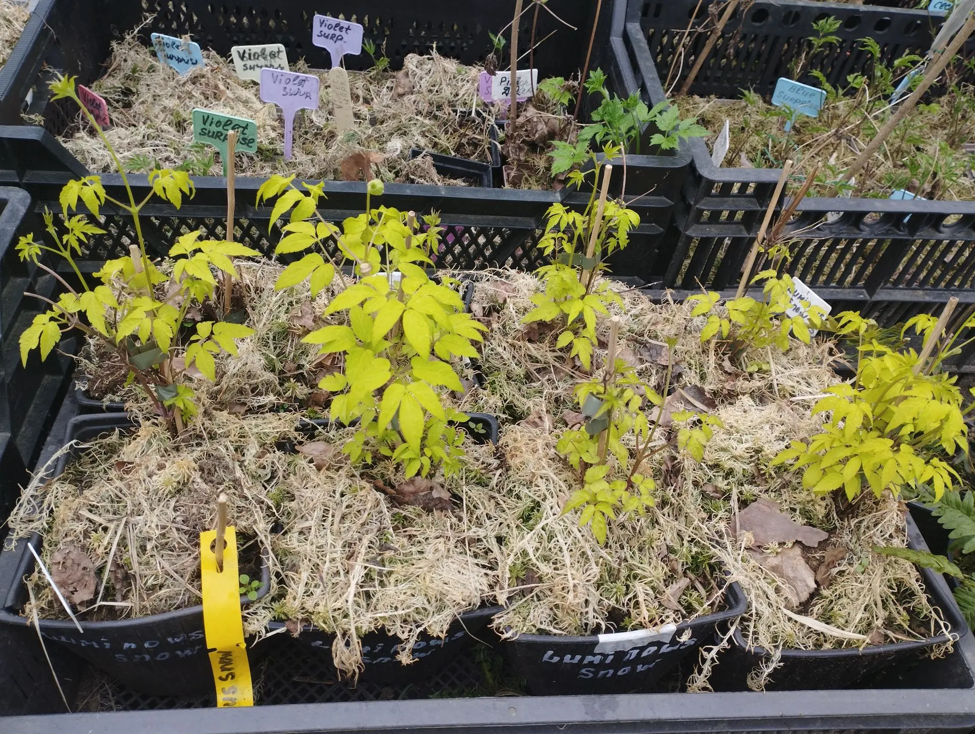 Княжик Lemon dream