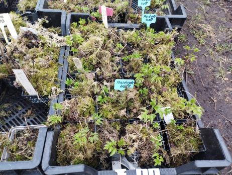 Княжик Lemon dream