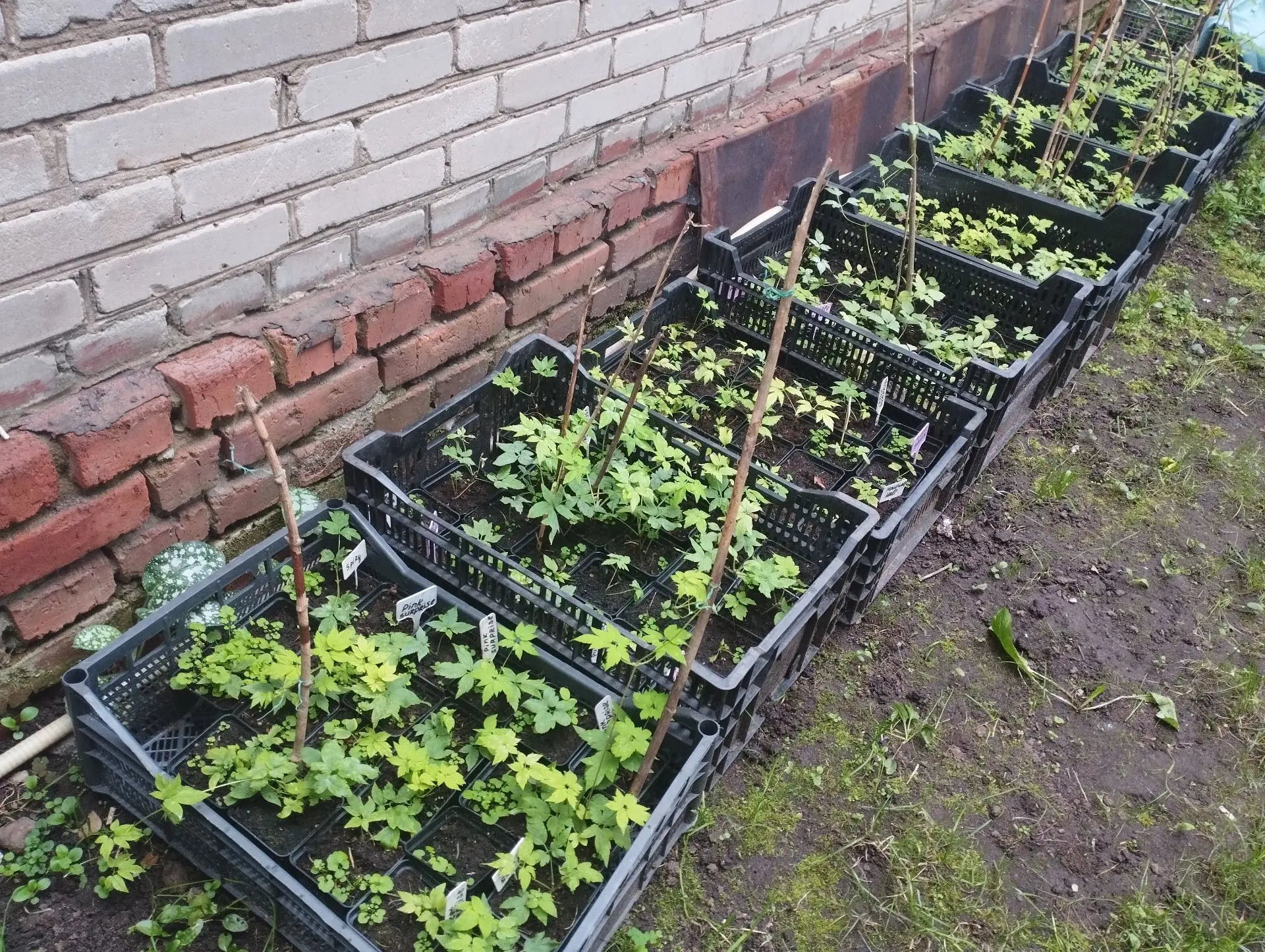 Княжик Maid well hall