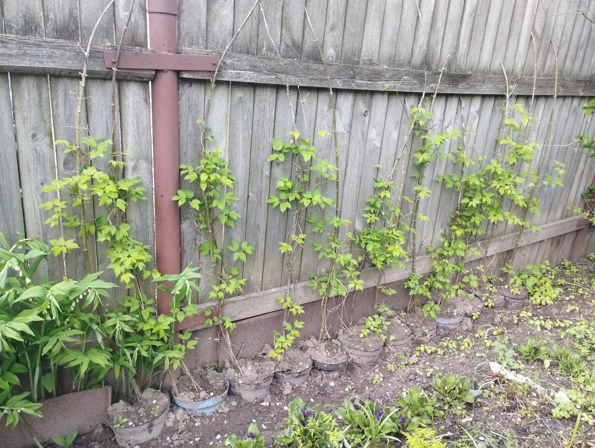 Княжик Maid well hall