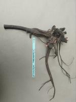 4. Пион Lavender wisper (Травянистый)