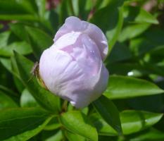 4. Пион Lavender wisper (Травянистый)