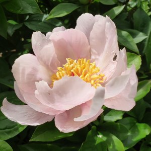 4. Пион Lavender wisper (Травянистый)