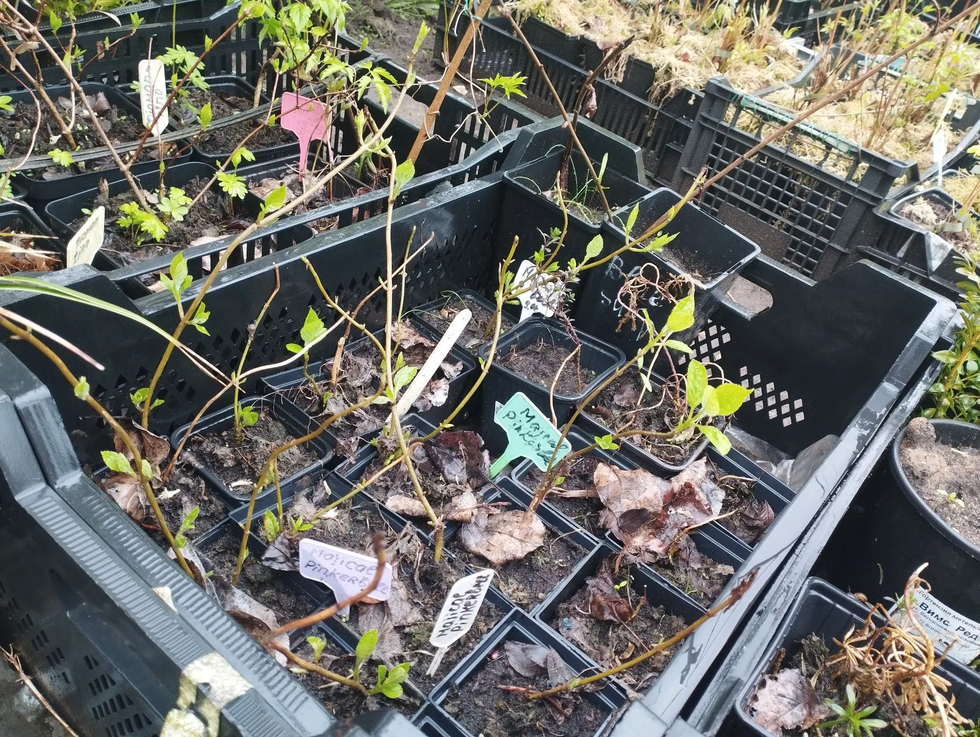 Гортензия древовидная Hayes starbust