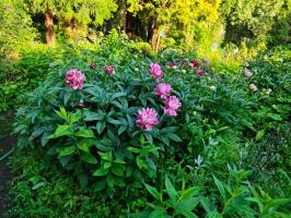 3. Пион Raspberry rumba (Молочноцветковый)