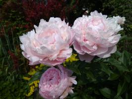 Пион Sarah bernhardt (молочноцветковый)