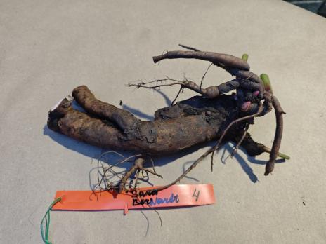 4. Пион Sarah bernhardt (Молочноцветковый)