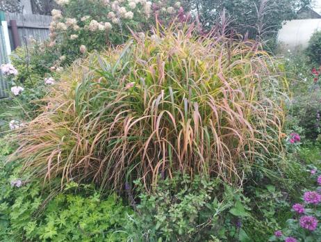 Мискантус китайский Malepartus