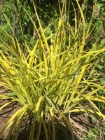 Осока крылатая Elata aurea