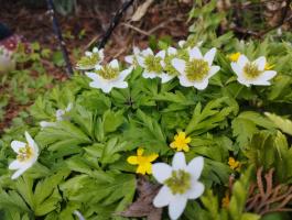 Анемона Green fingers (Nemorosa)