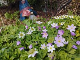 Анемона Green fingers (Nemorosa)