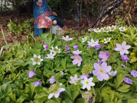 Анемона Green fingers (Nemorosa)