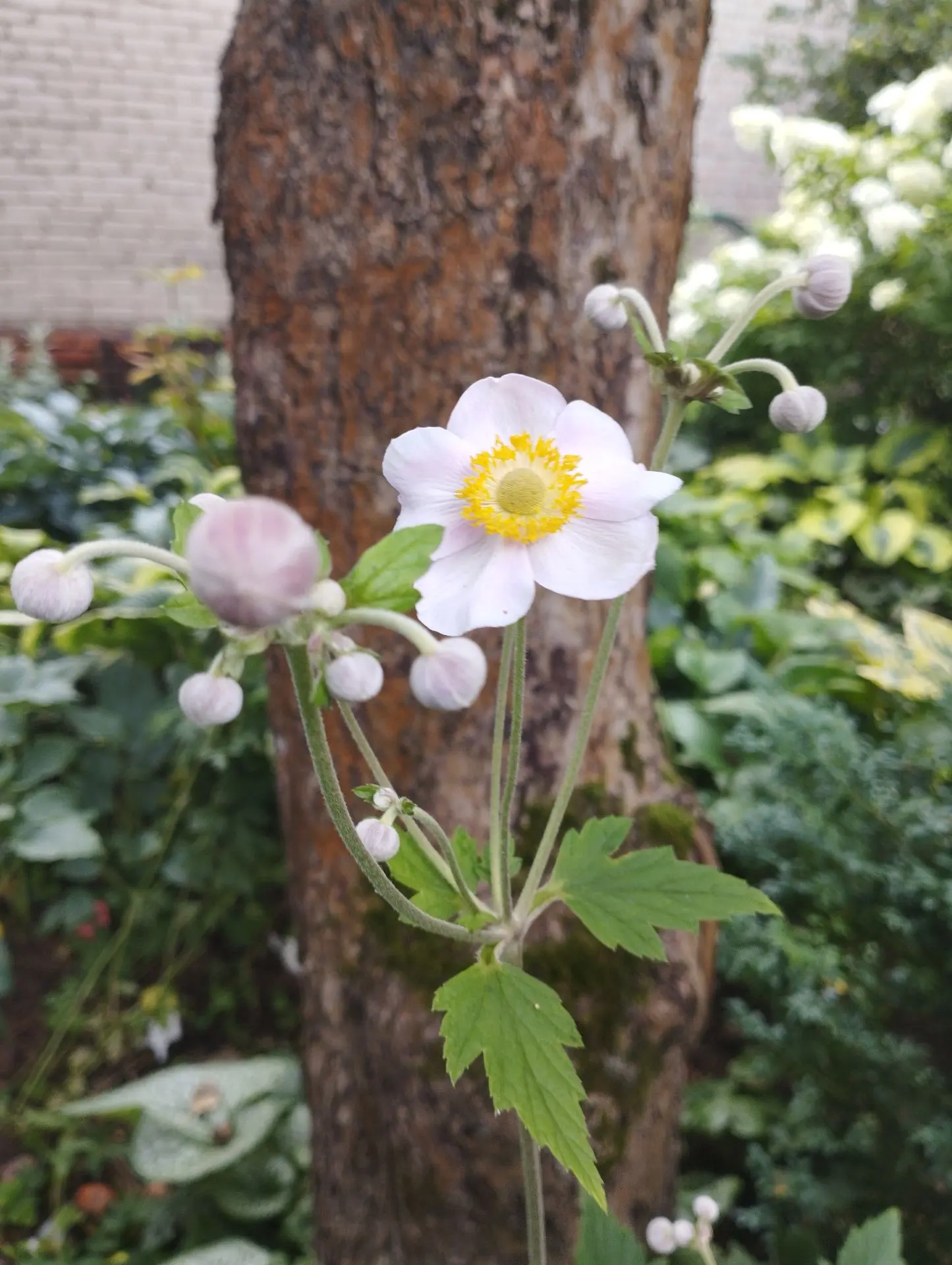 Анемона Японская (гибридная)