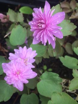 Анемонелла Ockar schoaf