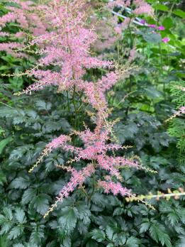 Астильба Pink lighting